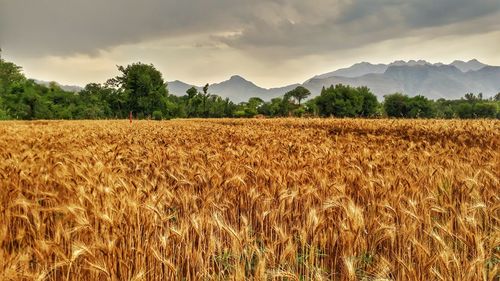 Scenic view of agricultural field against sky