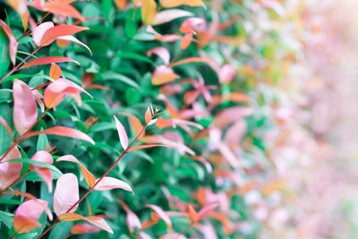 Close-up of leaves