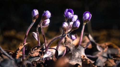 Close-up of purple flowering plant on field