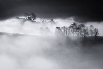 Panoramic shot of trees on landscape against sky