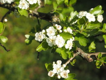 Close-up of white flowering plant