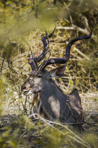 Deer in forest