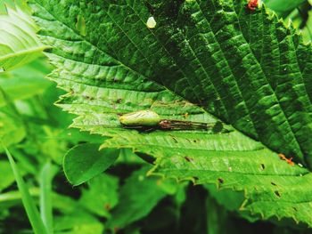 Close-up of insect on leaf