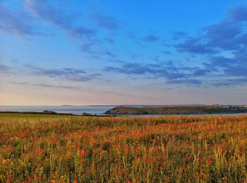 Scenic view of flowering field against sky during sunset