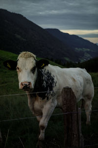 Cows standing on field