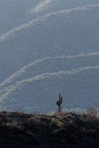 High angle view of bird on land