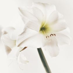 Close-up of white flower