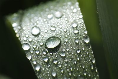 Close-up of water drops on leaf