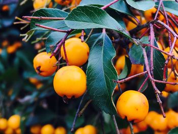 Close-up of oranges growing on tree