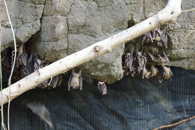 Close-up of dried hanging on fence