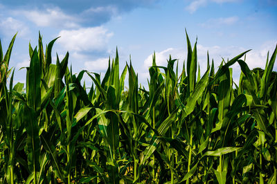  corn crops growing on field against sky