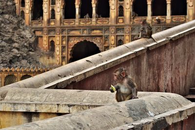 Cat in a temple