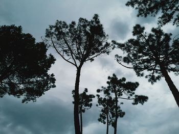 Low angle view of silhouette tree against sky