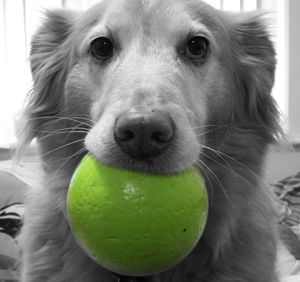 Close-up portrait of a dog