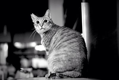 Close-up portrait of cat sitting