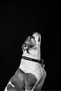 Close-up of dog against black background