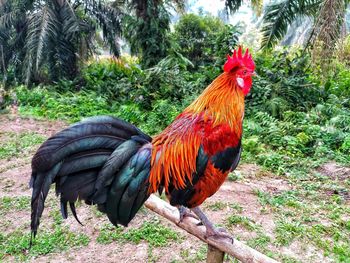 Rooster in a row