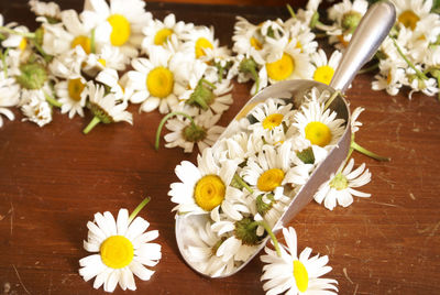 Close-up of white daisy flowers on table