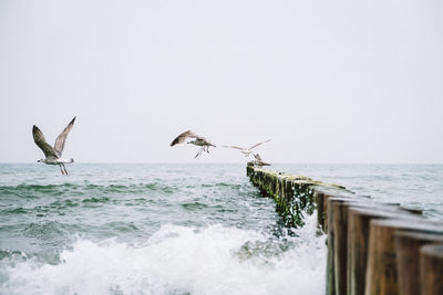 Seagulls flying over sea against clear sky