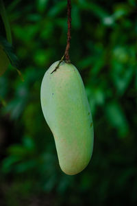 Close-up of fruit growing on plant