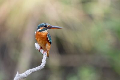 Close-up of bird perching on branch