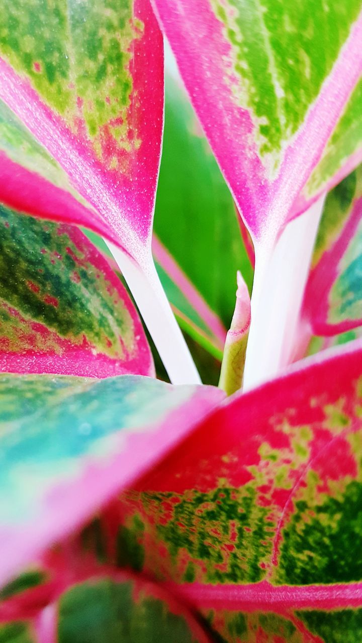 growth, leaf, close-up, green color, beauty in nature, full frame, pink color, fragility, plant, backgrounds, nature, flower, freshness, selective focus, red, multi colored, focus on foreground, petal, pattern, natural pattern