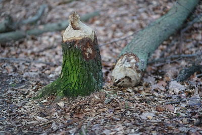 Close-up of leaves on tree trunk in forest