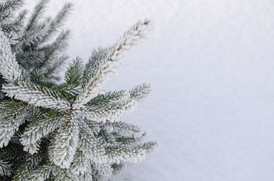 Branches of spruce in frost and snow in forest, park close-up with copy space. winter background.