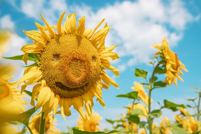 Close-up of yellow flowering plant