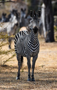 Zebra standing on field