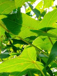 Close-up of fresh green plant