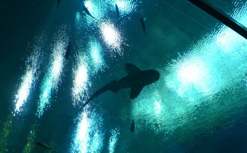 Silhouette people in water