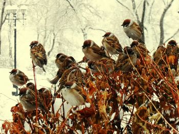 Close-up of birds perching on plant