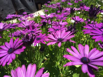 Close-up of purple flowers blooming outdoors