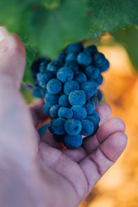 Close-up of hand holding blueberries