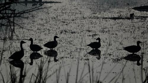Swans swimming in lake