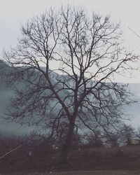 Bare tree on landscape against sky