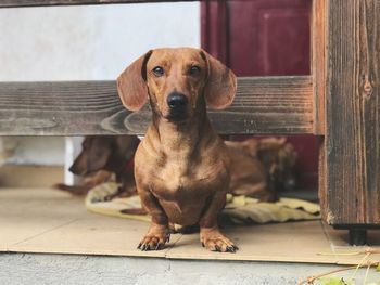 Portrait of dog sitting on wood