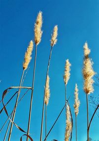 Low angle view of corn field against clear blue sky