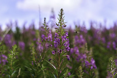 Close-up of purple flowering plant on field