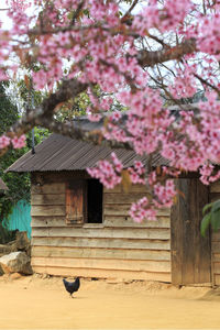 Pink flowers on tree against building