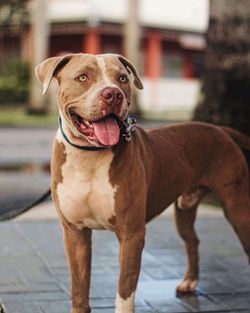 Close-up portrait of dog standing on street