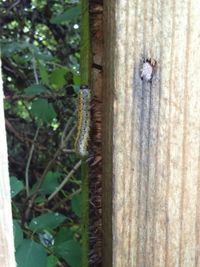 Close-up of plant on tree trunk