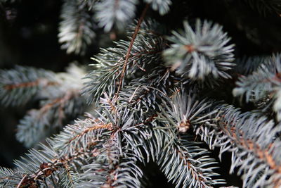 Close-up of pine tree leaves