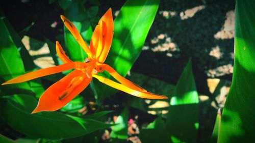 Close-up of flower