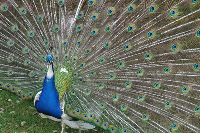 peacock