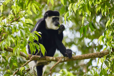 Black-and-white colobus monkey in a tree