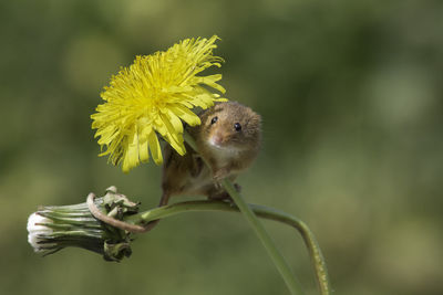 Close-up of yellow flower on plant