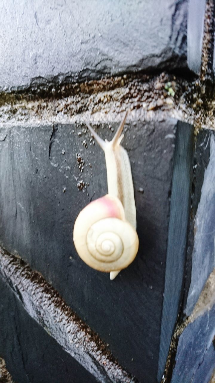 animal themes, animals in the wild, wildlife, one animal, snail, animal shell, close-up, high angle view, freshness, shell, outdoors, day, food and drink, nature, insect, seashell, no people, bird, fragility, animal antenna