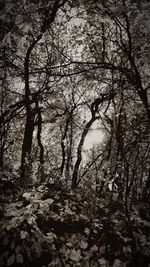 Bare trees in forest during autumn